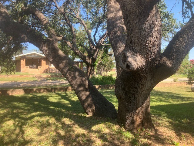 105 North Ave A Mason, TX 76856 - Photo 9 of 22 a backyard of a house with lots of green space