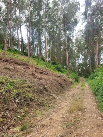 a view of a yard with trees