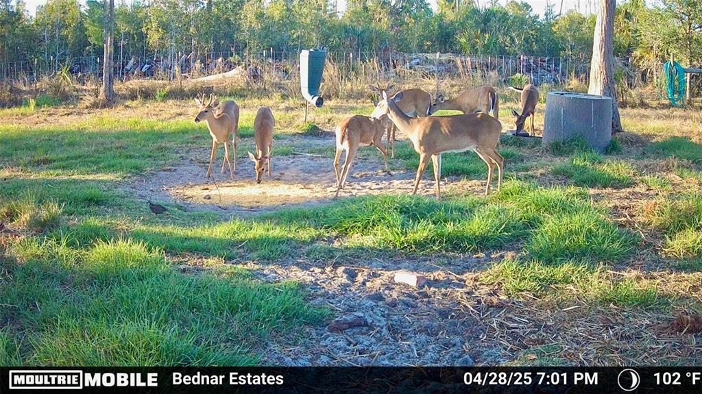 Black Burn Road Naples, FL 34117 - Photo 14 of 39 Gallery Image 14