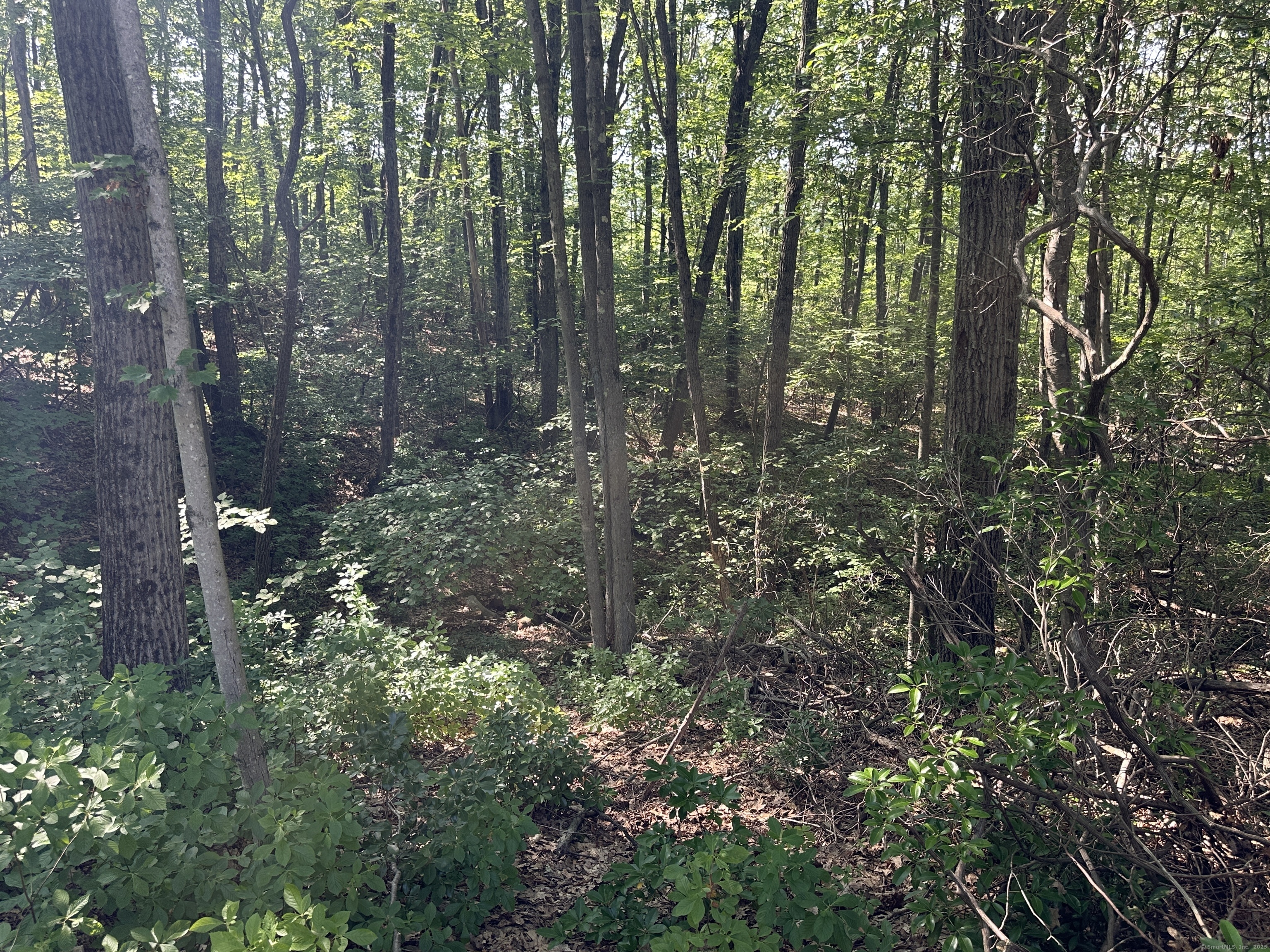 52 Quarry Lane Hamden, CT 06518 - Photo 27 of 29 a view of forest