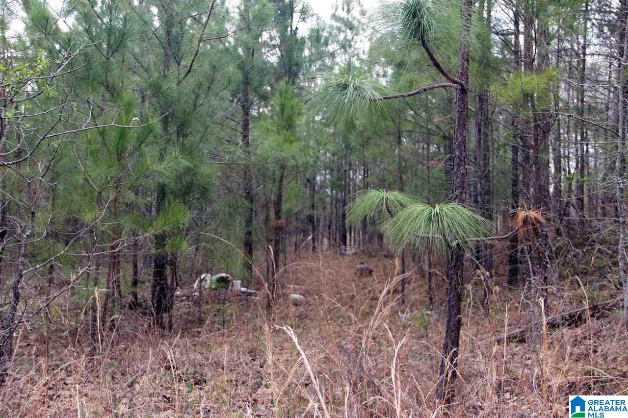 255 Lakeside Lane Alpine, AL 35014 - Photo 3 of 12