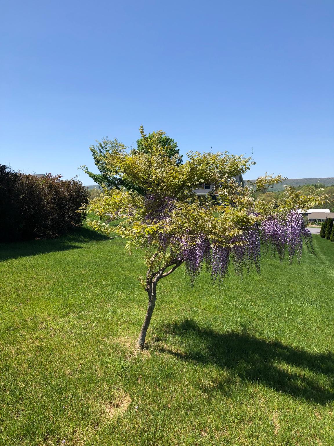 218 Pepper Ridge Drive Spring Mills, PA 16875 - Photo 92 of 93 Seasonal Photos from Seller of Wisteria