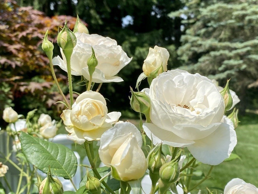 101 Holt Road Andover, MA 01810 - Photo 29 of 38 a close up of a vase of flowers