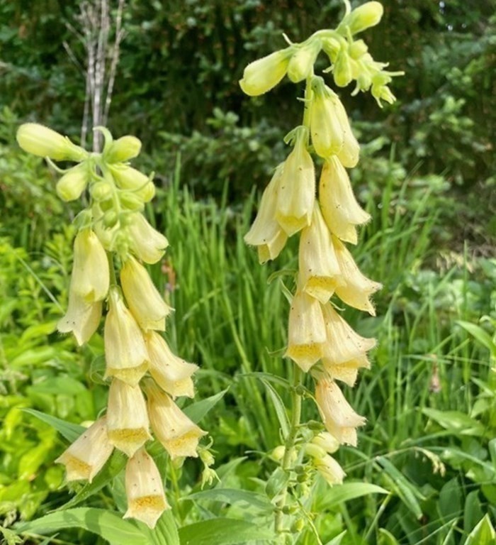 101 Holt Road Andover, MA 01810 - Photo 30 of 38 a close up of a plant in a garden