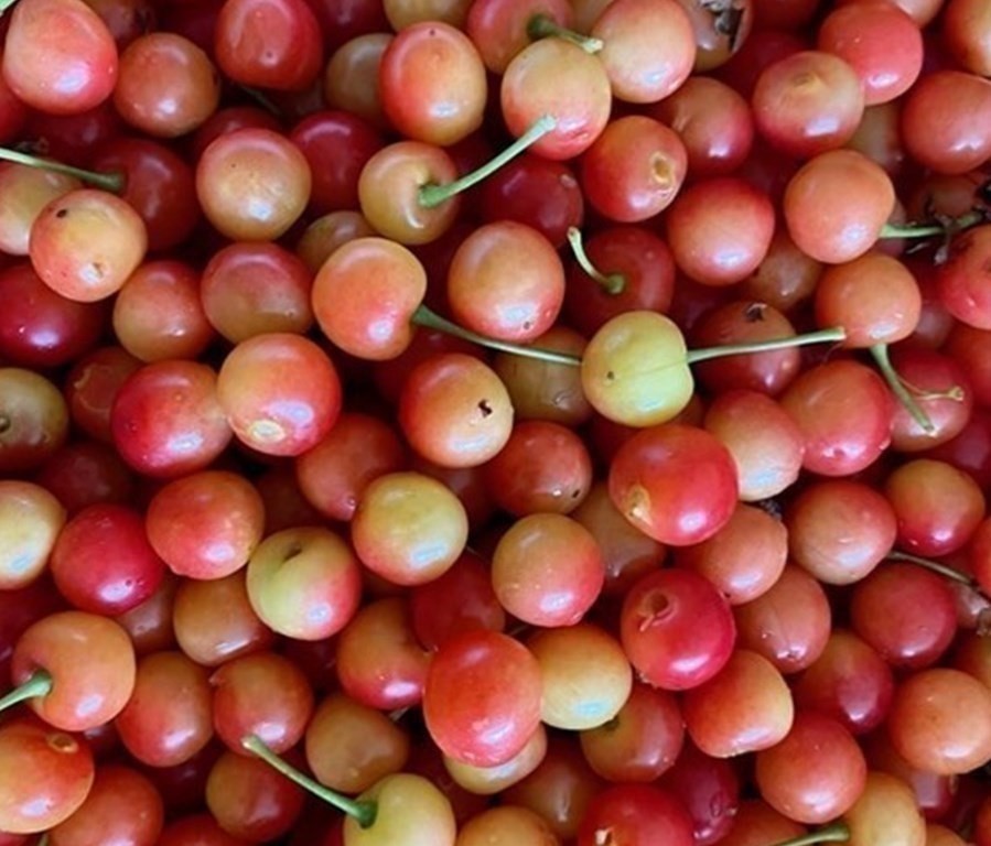 101 Holt Road Andover, MA 01810 - Photo 32 of 38 a view of a large tree