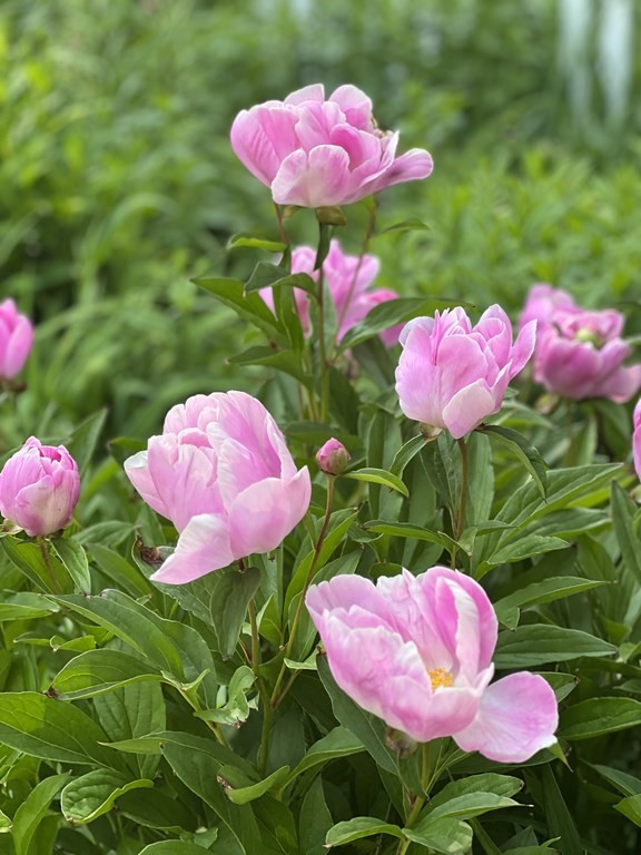 101 Holt Road Andover, MA 01810 - Photo 36 of 38 a pink umbrella in the garden