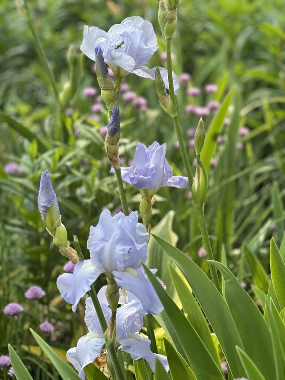 101 Holt Road Andover, MA 01810 - Photo 37 of 38 a picture of flowers