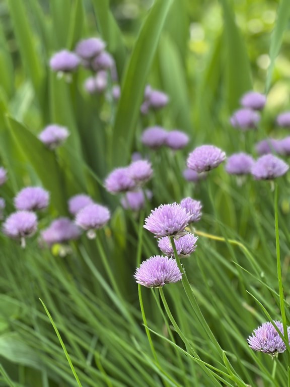 101 Holt Road Andover, MA 01810 - Photo 38 of 38 a view of a flower