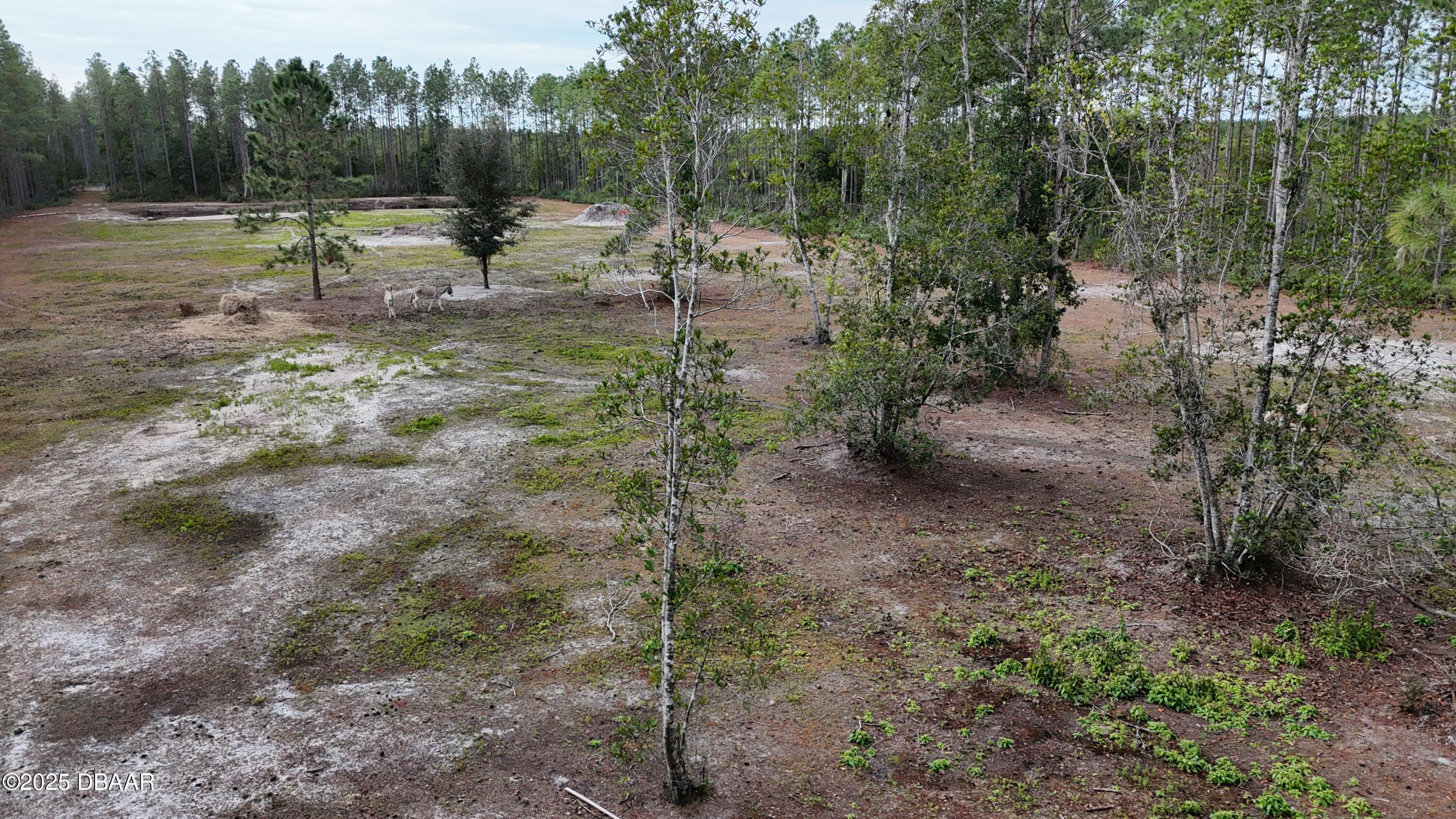 810 Wild Cur Road Pierson, FL 32180 - Photo 12 of 14 a view of outdoor space with trees all around