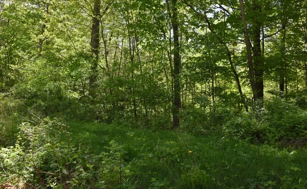 $109,000 | 0 East 56th Street, Newaygo, MI 49337