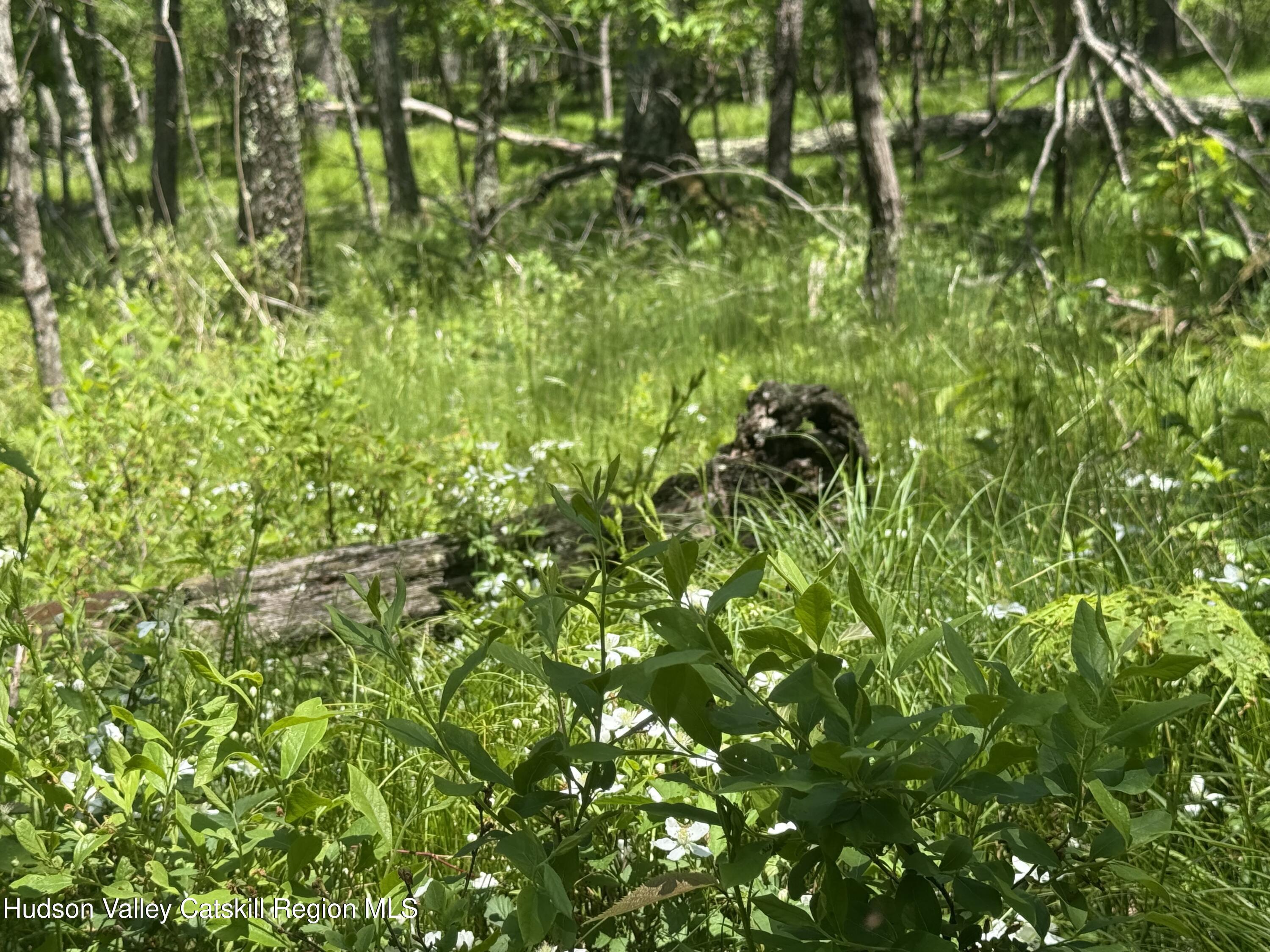 338 Mossy Hill Road Catskill, NY 12414 - Photo 3 of 17 IMG_2354