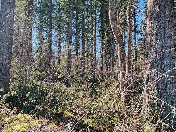 a view of forest