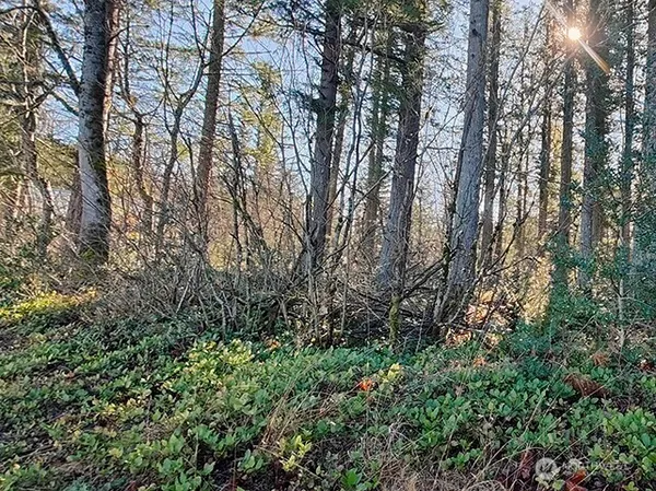 a view of forest