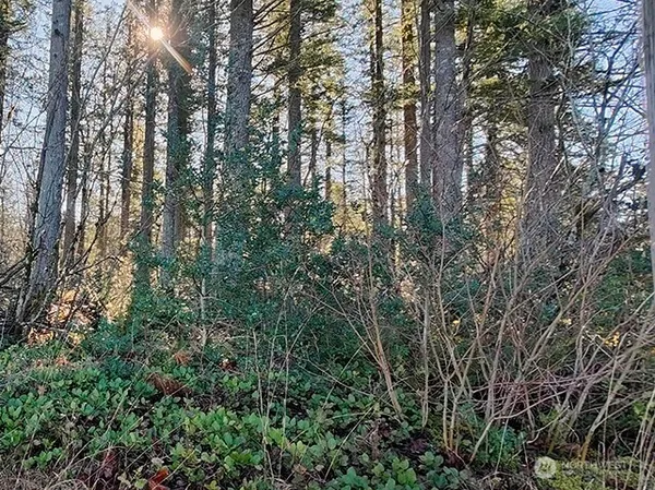 a view of a yard with plants and trees