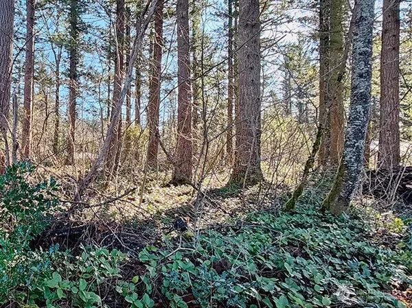 a view of lots of trees