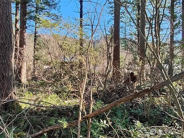 a view of a yard with lots of bushes