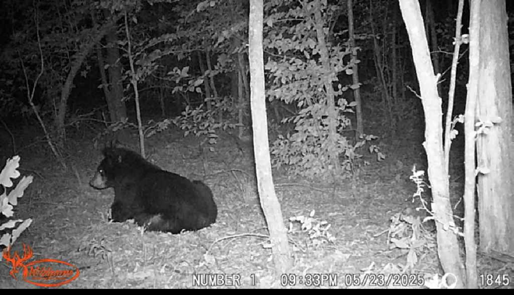 Lees Mill Road Drakes Branch, VA 23937 - Photo 8 of 8 Gallery Image 8