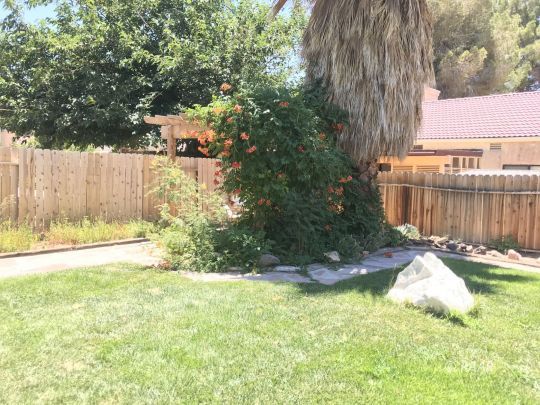 1009 Meadowview Lane Ridgecrest, CA 93555 - Photo 29 of 32 a view of a backyard with plants and large trees