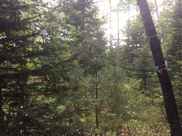 On Misty River Lane Rhinelander, WI 54501 - Photo 10 of 15 Gallery Image 10