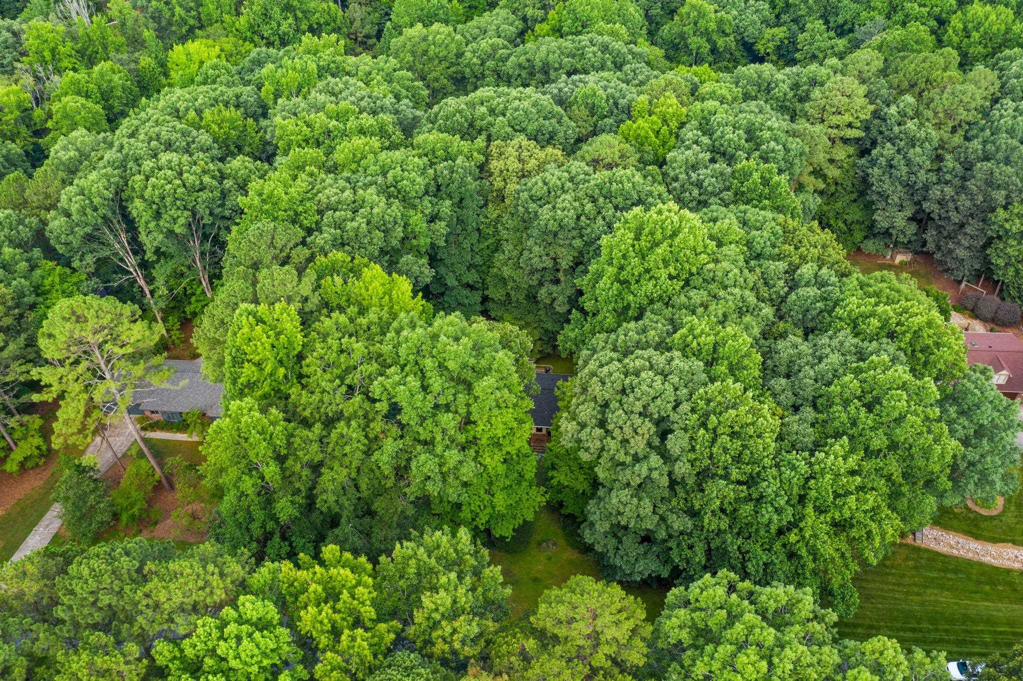 11905 Straight A Way Lane Raleigh, NC 27613 - Photo 8 of 37 a view of a lush green forest with lawn chairs and plants