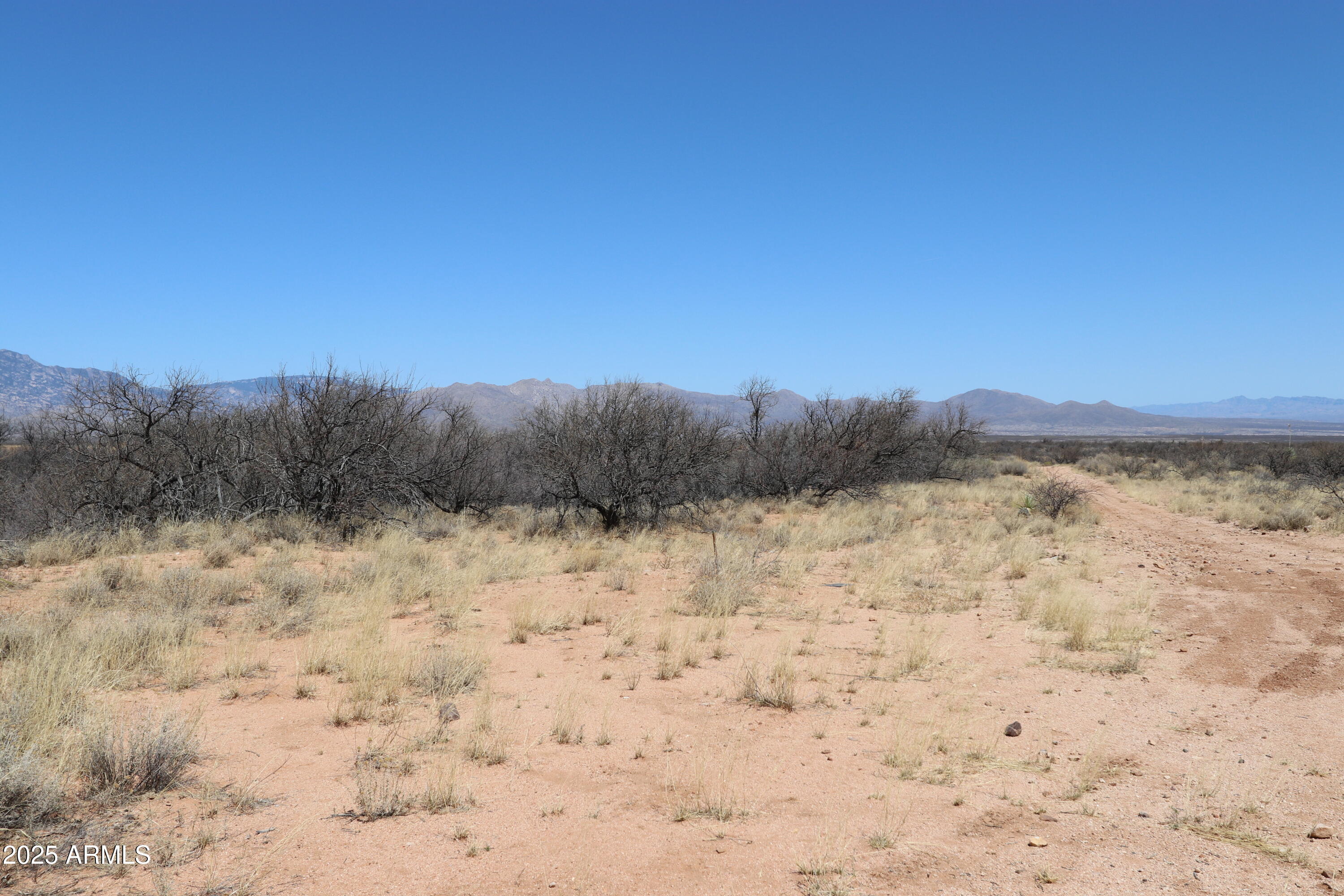 Tbd North Wildcat Place Benson, AZ 85602 - Photo 11 of 13 a view of a dry yard with trees in the background