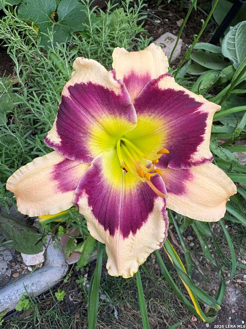 12260 Buckaroo Ranch San Antonio, TX 78254 - Photo 35 of 45 a view of a swimming pool with red chairs