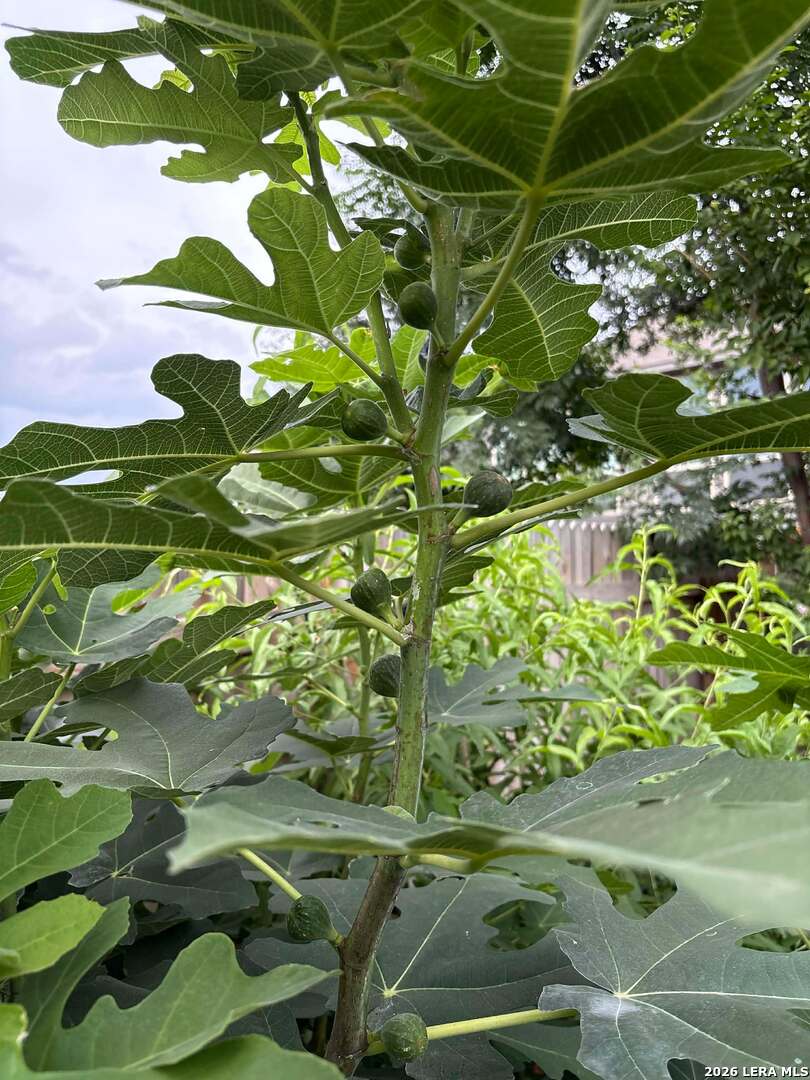 12260 Buckaroo Ranch San Antonio, TX 78254 - Photo 37 of 45 a view of flowers