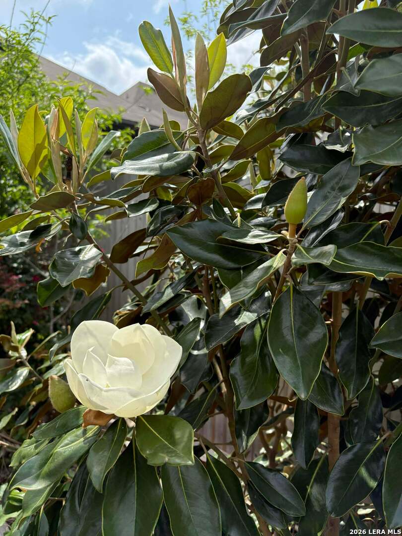 12260 Buckaroo Ranch San Antonio, TX 78254 - Photo 38 of 45 a close up of a plant in a garden
