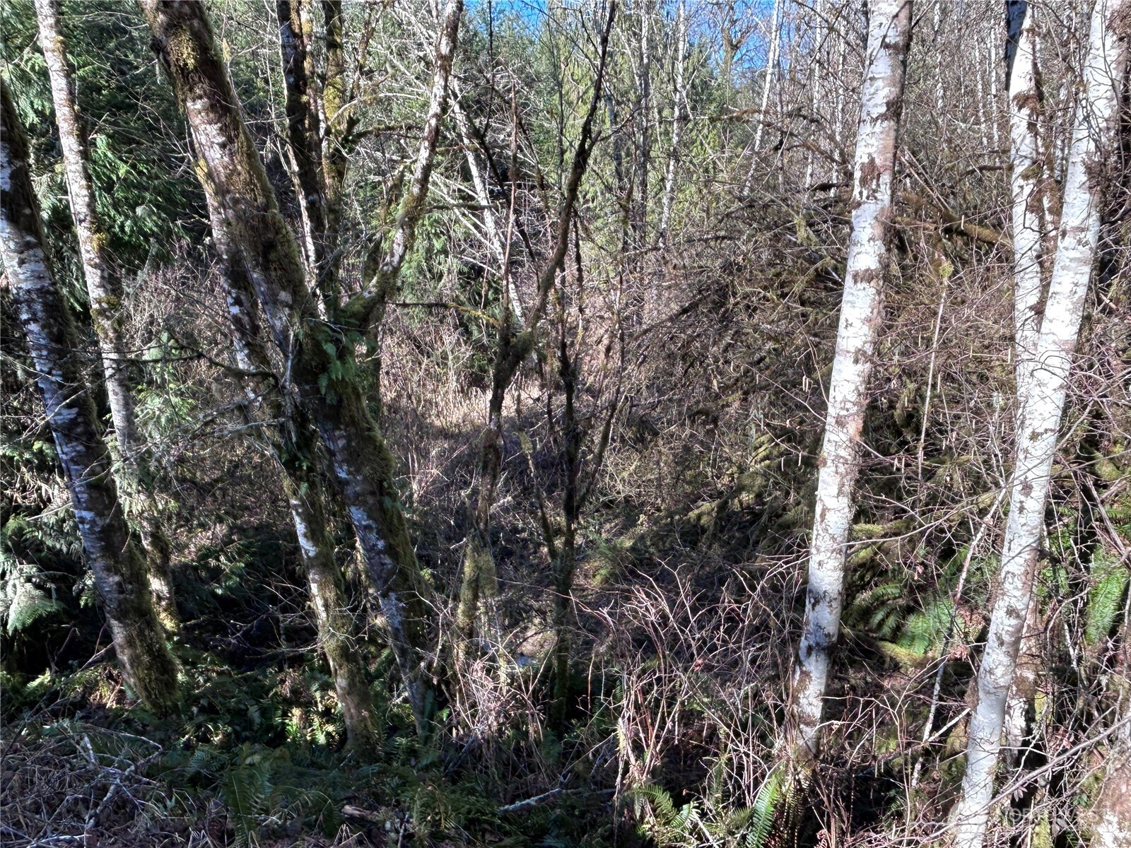 -nka Salmon Creek Road Toledo, WA 98591 - Photo 11 of 12 a close up of a tree