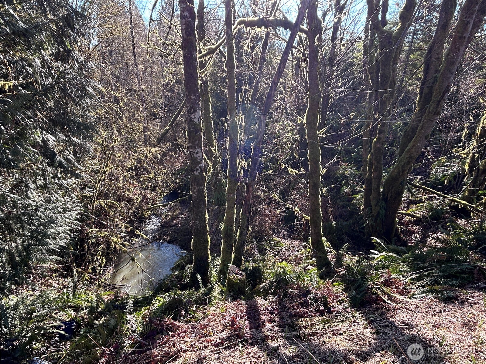 -nka Salmon Creek Road Toledo, WA 98591 - Photo 12 of 12 a view of a tree
