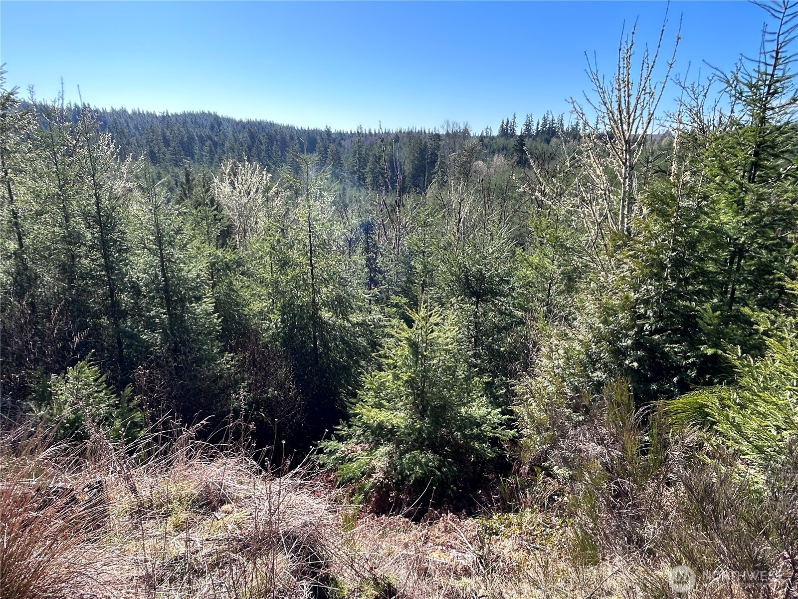 -nka Salmon Creek Road Toledo, WA 98591 - Photo 3 of 12 a view of a forest with a tree in the background