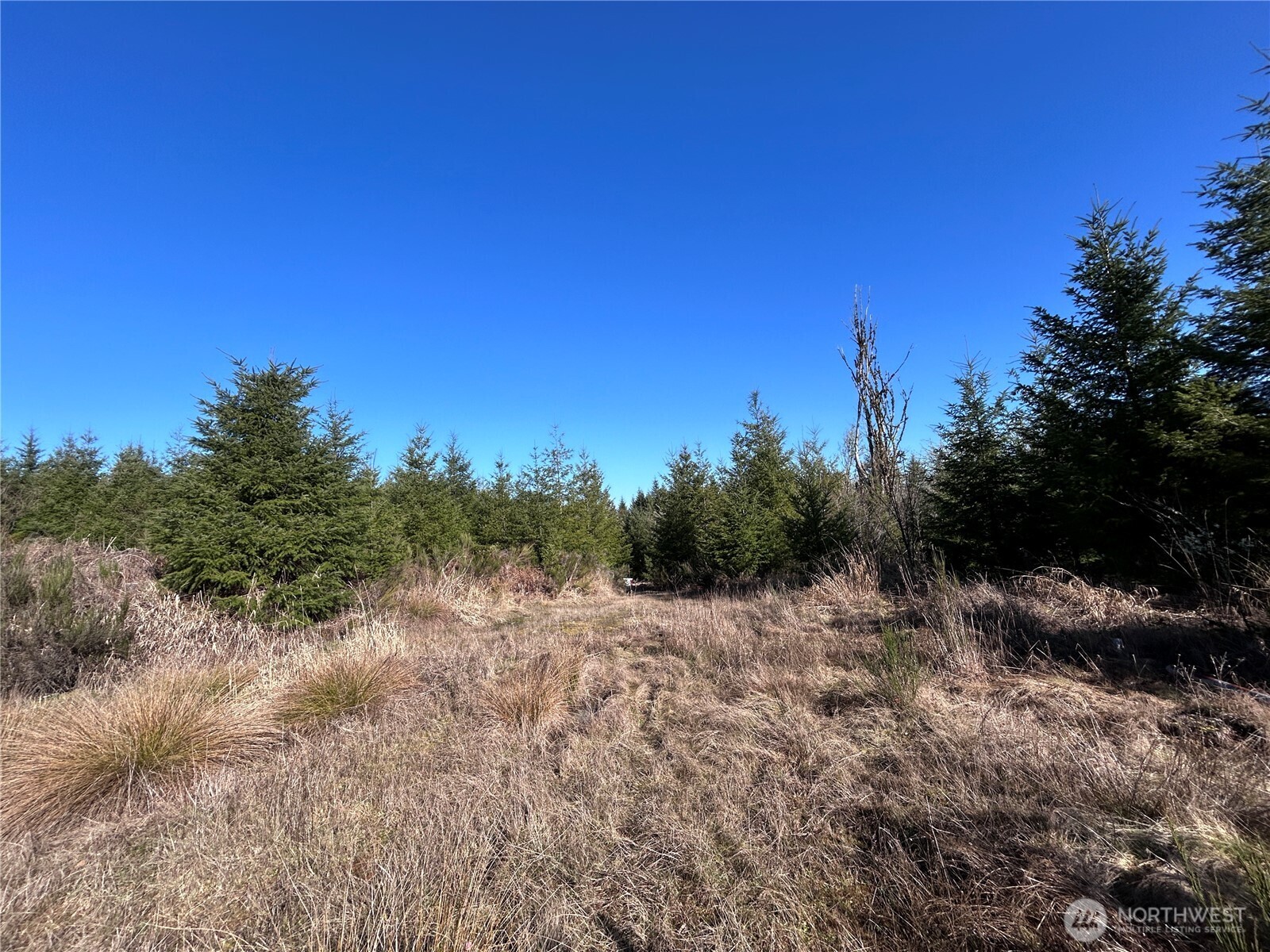 -nka Salmon Creek Road Toledo, WA 98591 - Photo 4 of 12 a view of a forest with trees in the background
