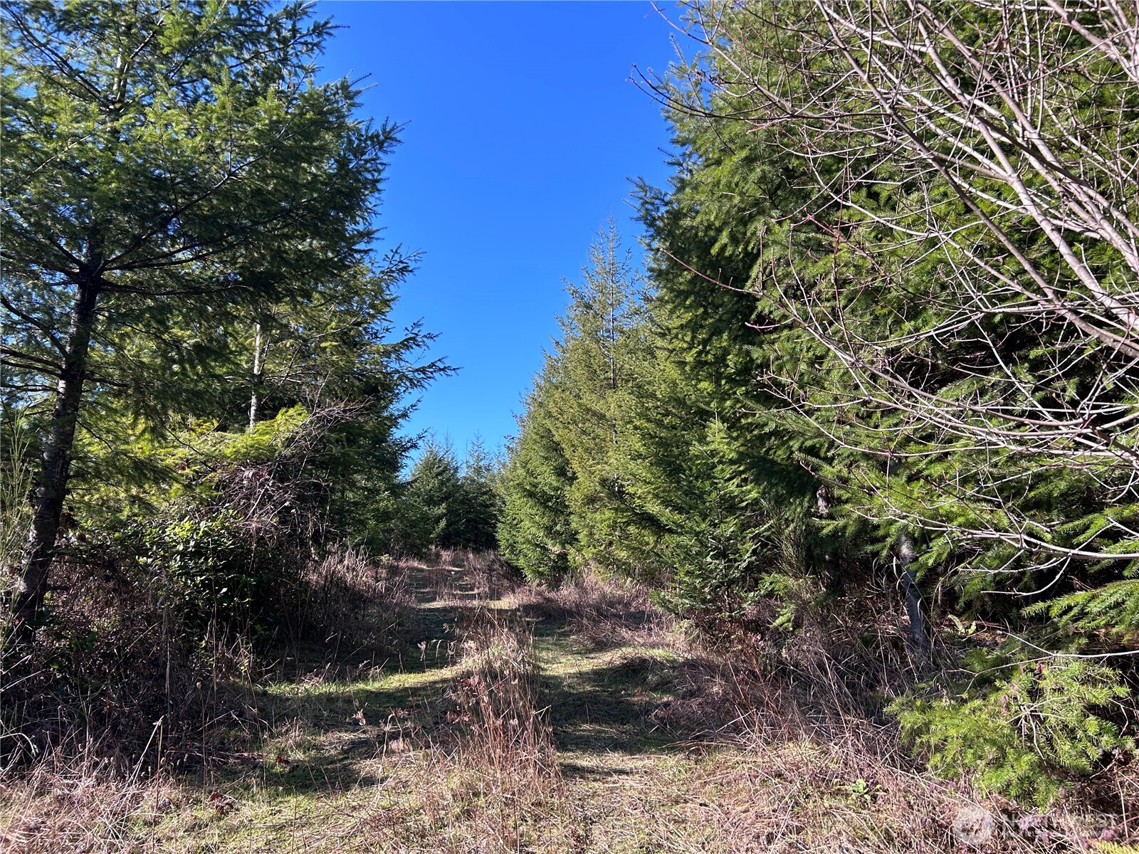 -nka Salmon Creek Road Toledo, WA 98591 - Photo 5 of 12 a view of outdoor space and covered with trees