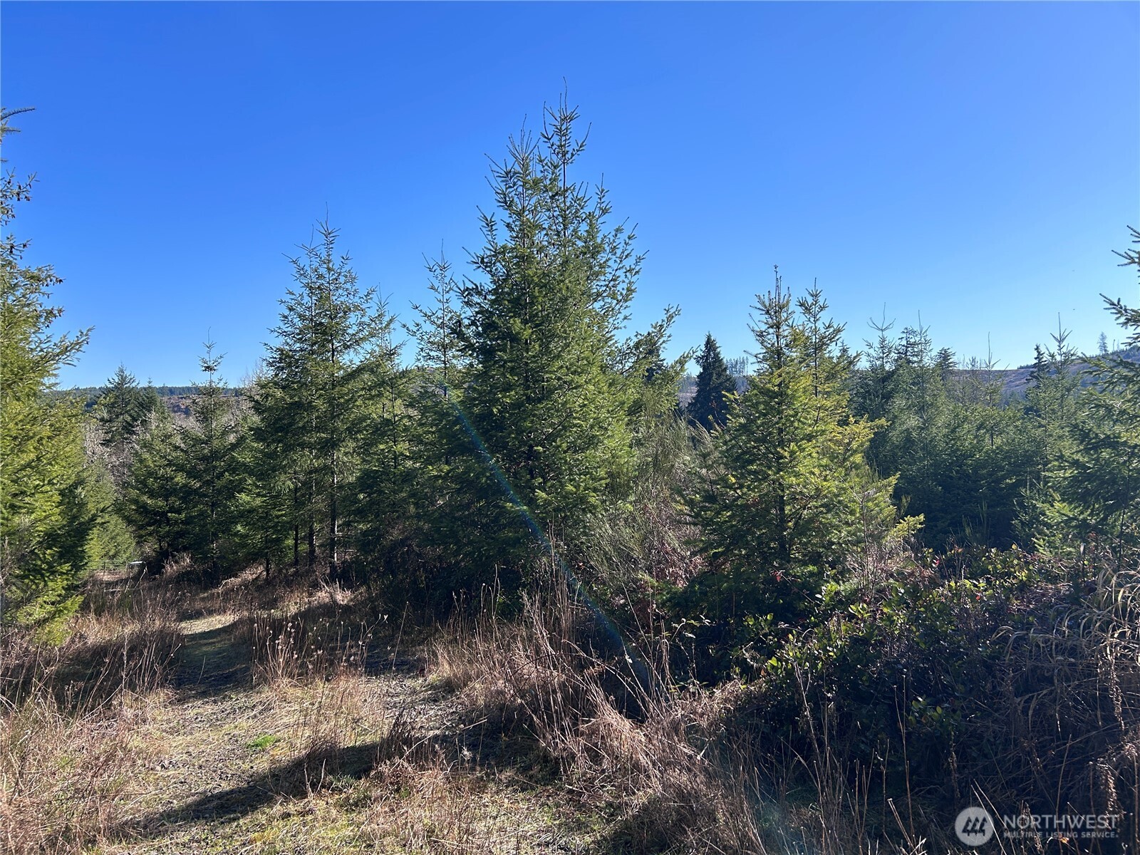 -nka Salmon Creek Road Toledo, WA 98591 - Photo 6 of 12 a view of a forest with a tree in the background