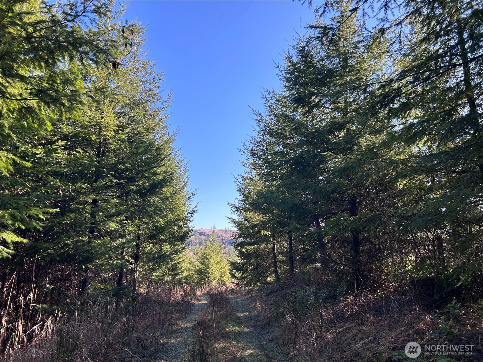 -nka Salmon Creek Road Toledo, WA 98591 - Photo 7 of 12 a view of forest