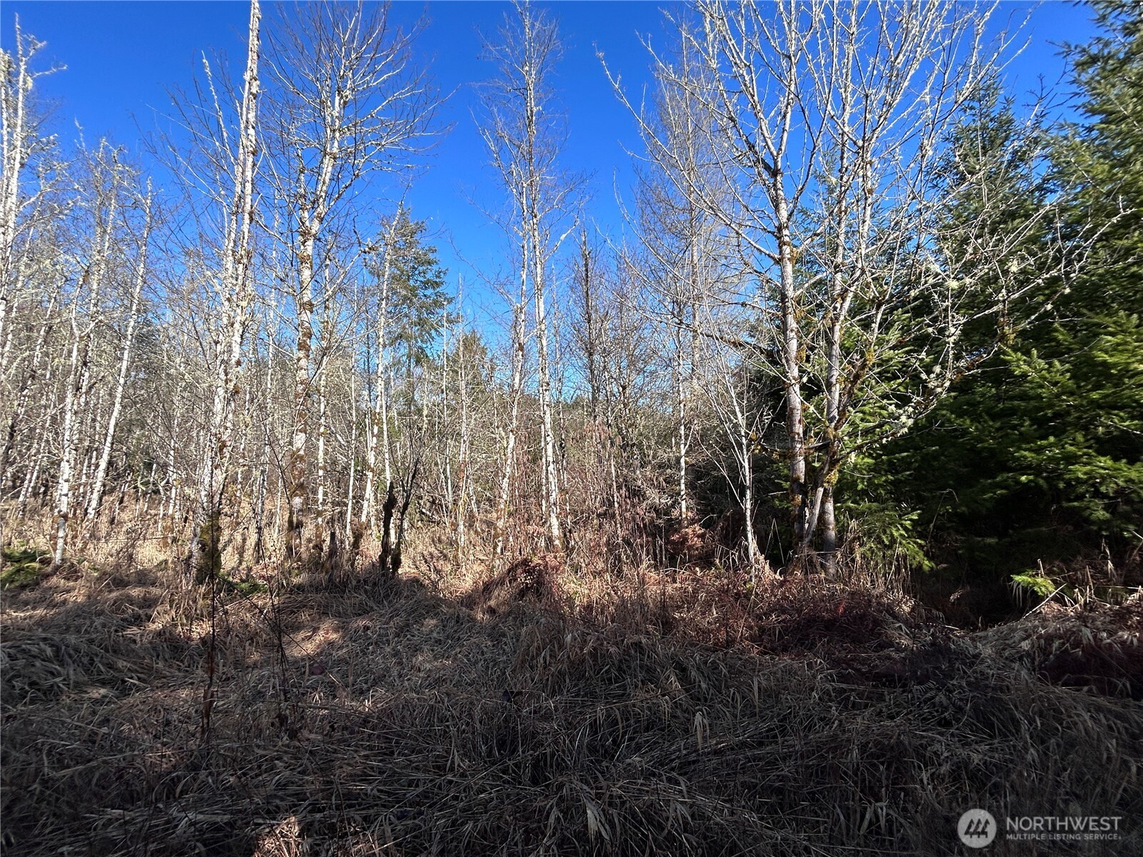 -nka Salmon Creek Road Toledo, WA 98591 - Photo 8 of 12 a view of a yard with plants and large trees