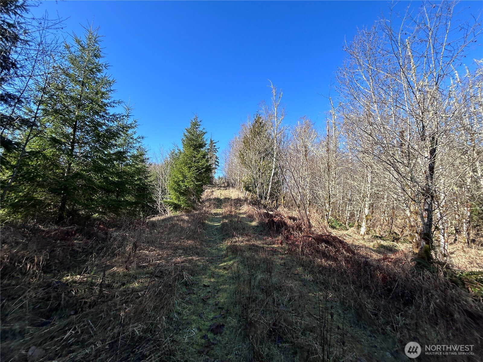 -nka Salmon Creek Road Toledo, WA 98591 - Photo 9 of 12 a view of a yard with a tree