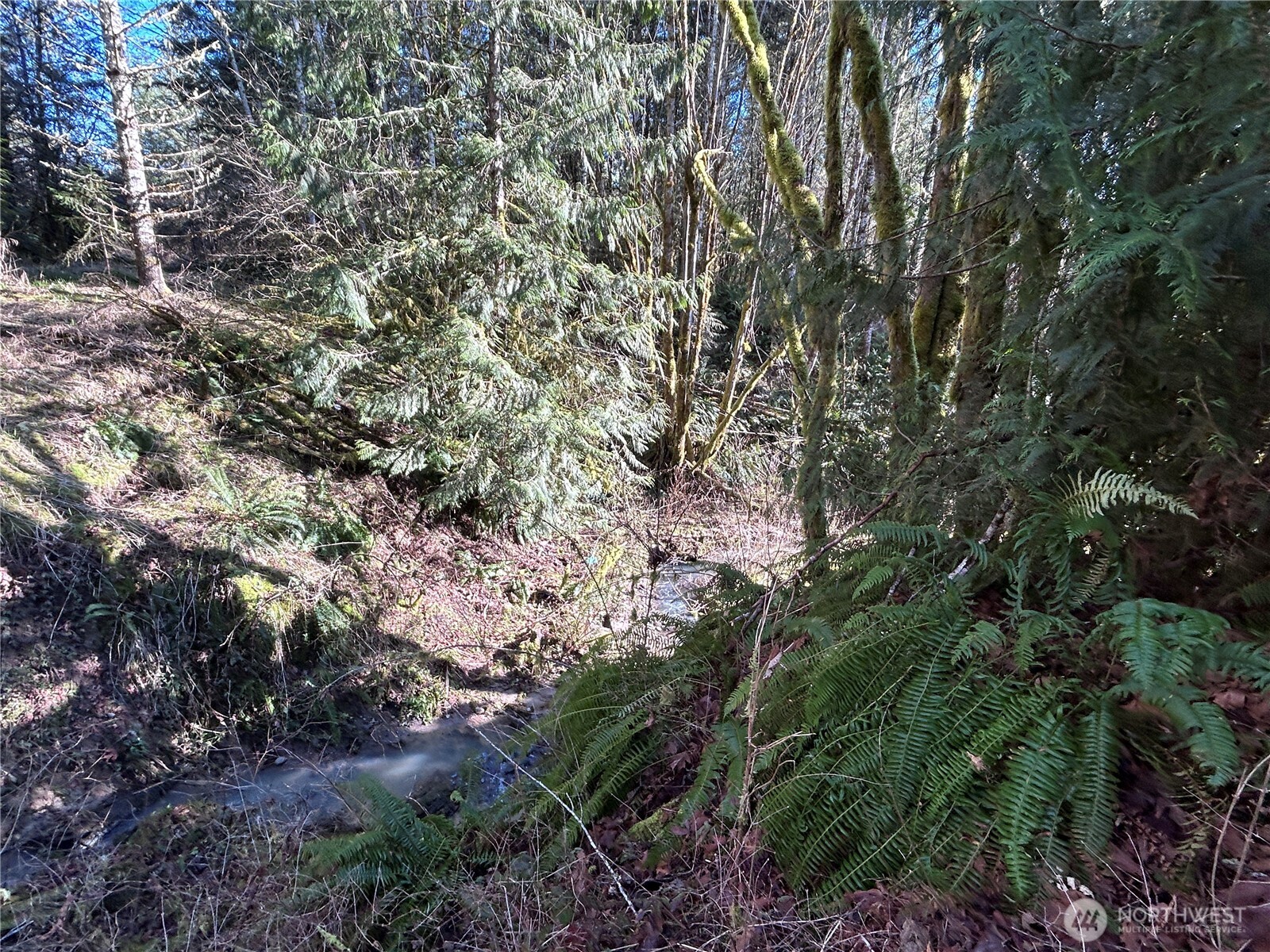 -nka Salmon Creek Road Toledo, WA 98591 - Photo 10 of 12 a view of a forest with lots of trees