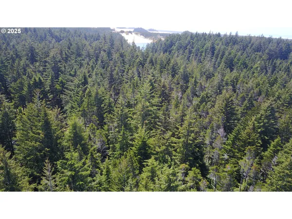 a black and white photo of a forest