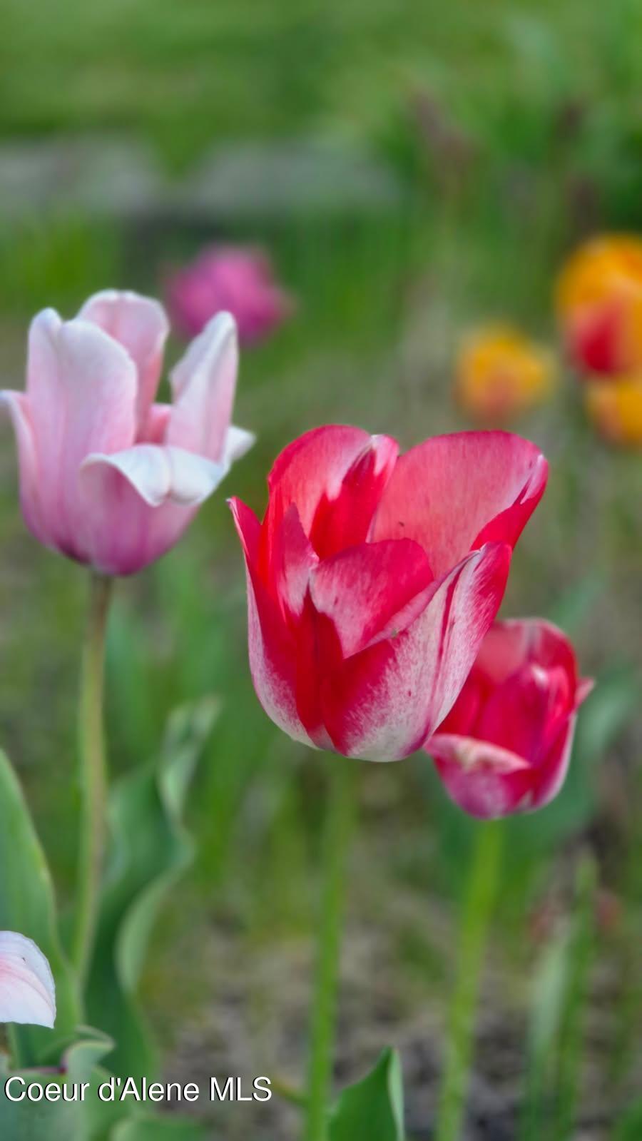 7554 West Robin Road Rathdrum, ID 83858 - Photo 32 of 33 Tulips