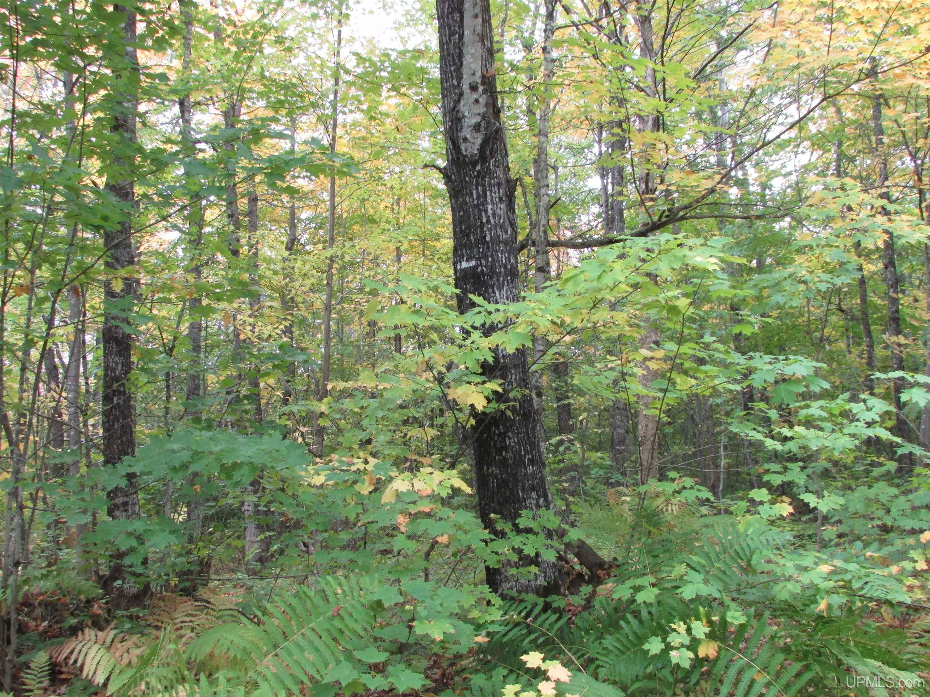 Tbd Donken Road Toivola, MI 49965 - Photo 10 of 11 Gallery Image 10