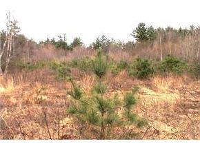 9-45-1 Towle Road Chester, NH 03036 - Photo 5 of 6