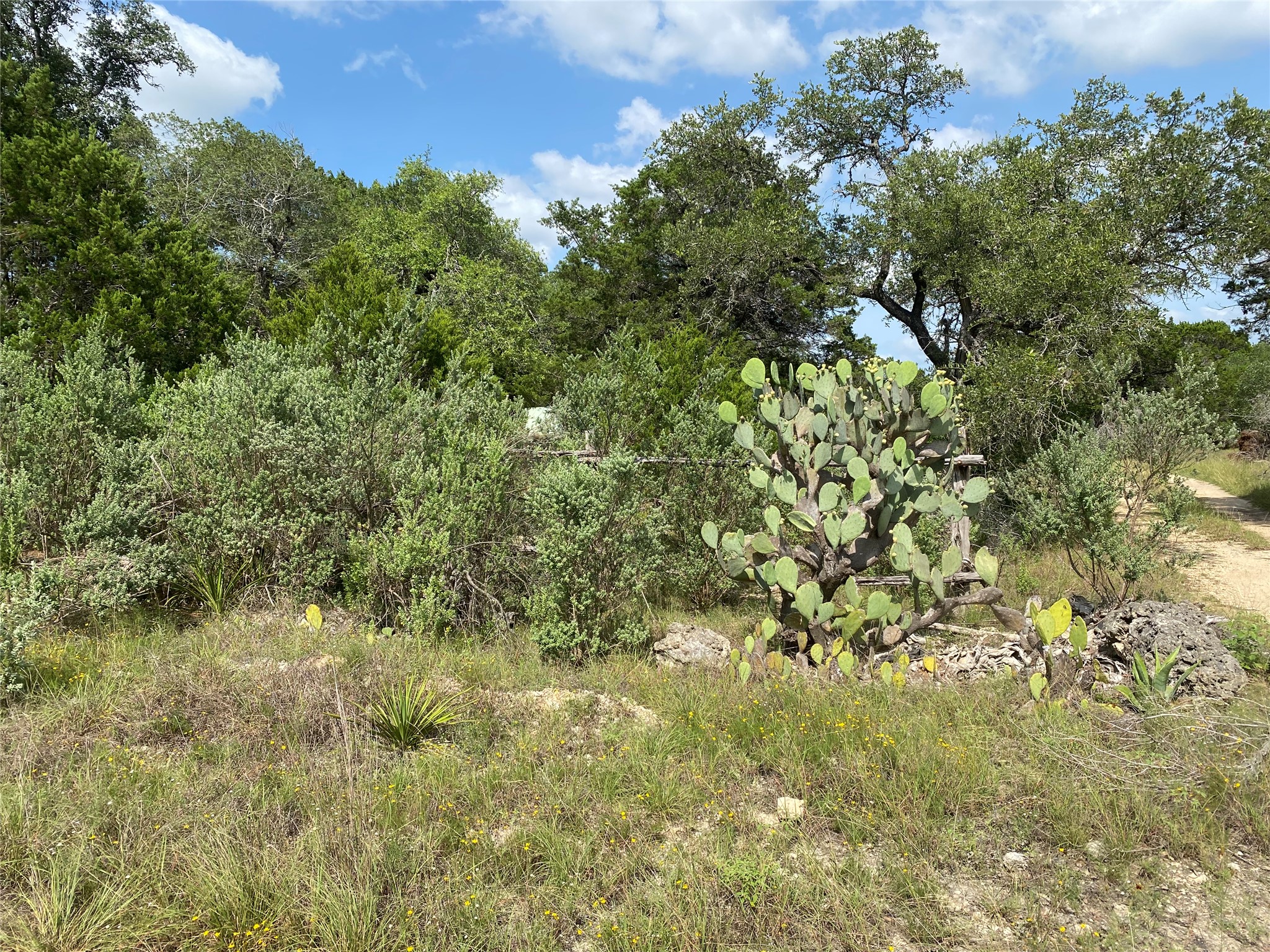 Tbd Whisper Ridge Wimberley, TX 78676 - Photo 7 of 7 A rustic path meanders through verdant flora and native cacti under a bright sky.