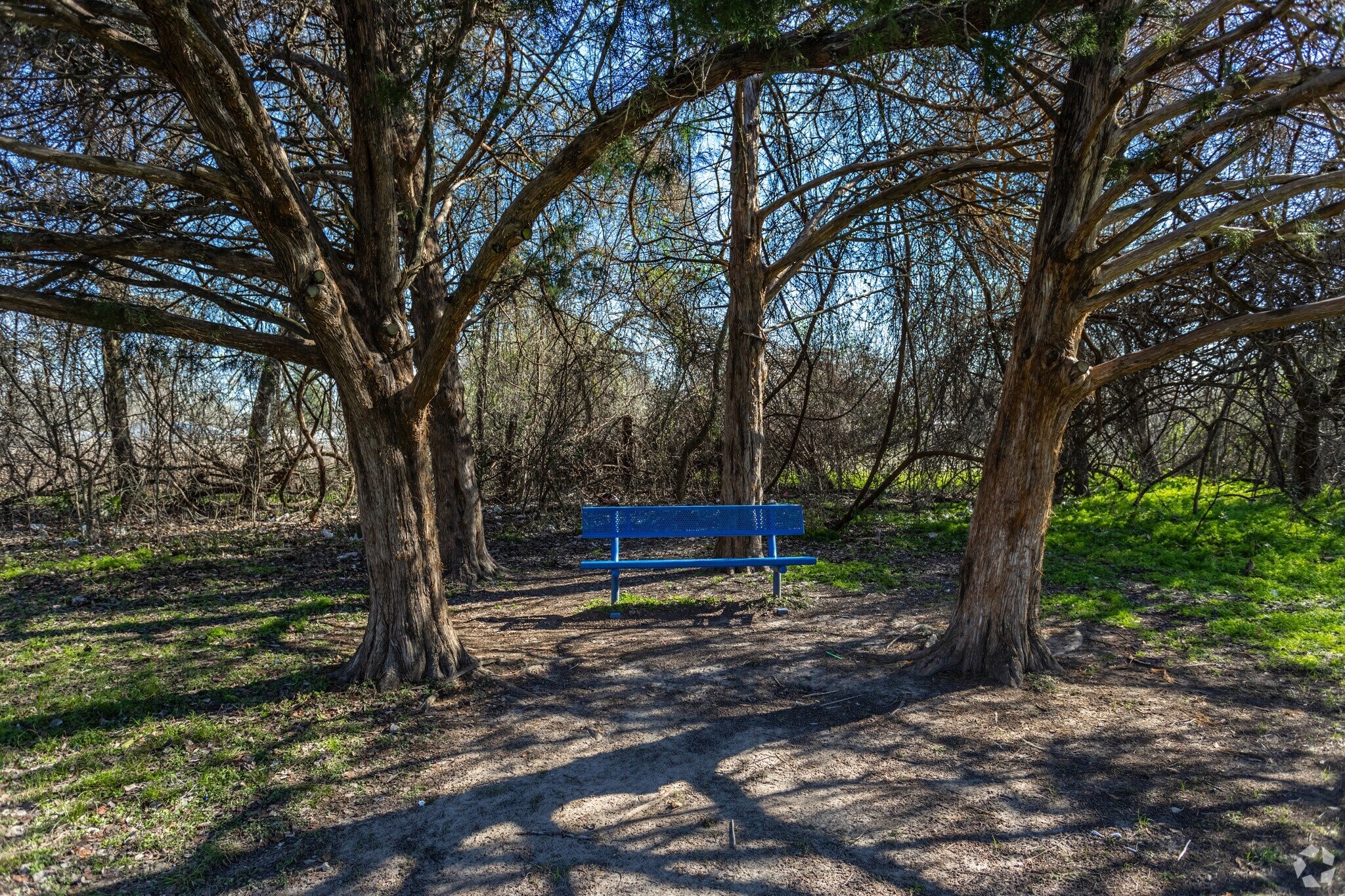 520 Laredo Street Navasota, TX 77868 - Photo 8 of 13 a view of a park with large trees