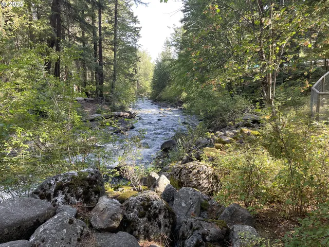 a view of a forest with large trees