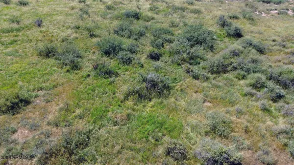 a view of a forest with lots of trees