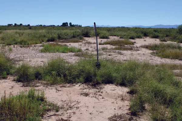 a view of a forest filled with trees