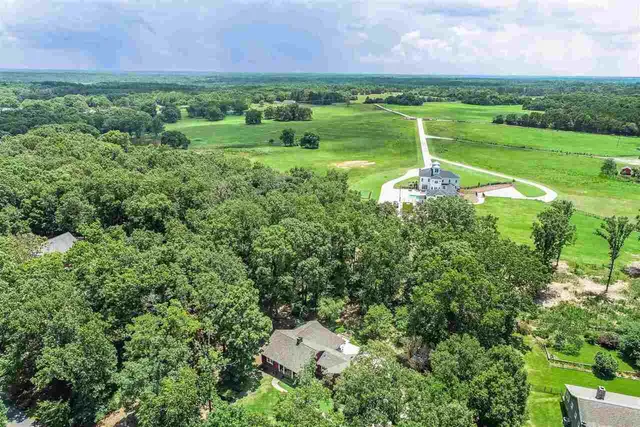 a view of a big yard with potted plants and large tree