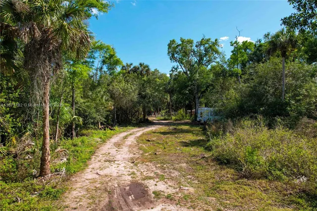 a view of a yard with plants and large trees