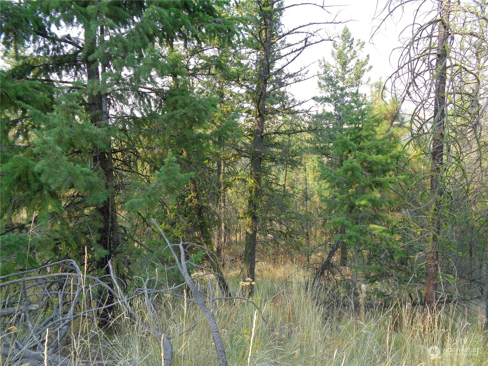 59-lot Red Feather Road Riverside, WA 98849 - Photo 2 of 7 Gallery Image 2